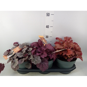 Heuchera  'Indian Summer'   ...mix