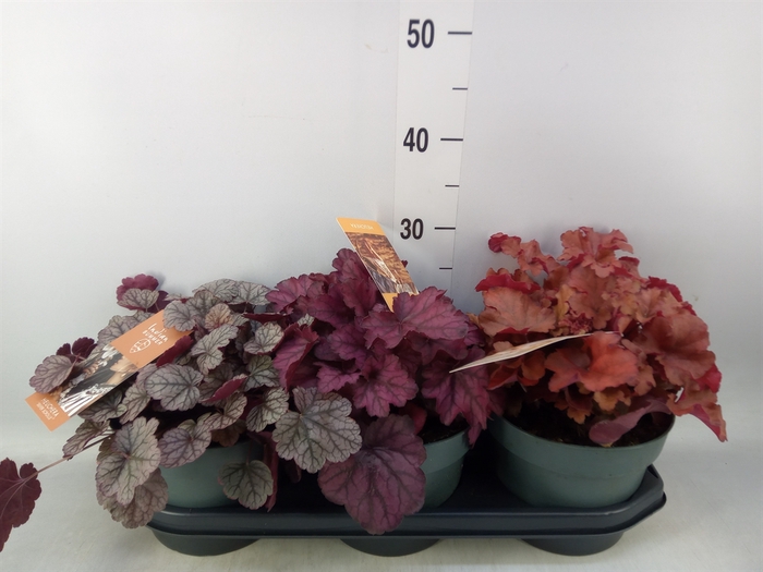 <h4>Heuchera  'Indian Summer'   ...mix</h4>