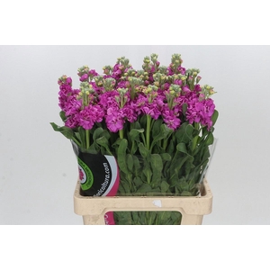 MATTH IRON DEEP PINK