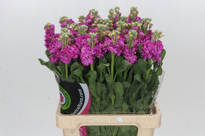 <h4>MATTH IRON DEEP PINK</h4>