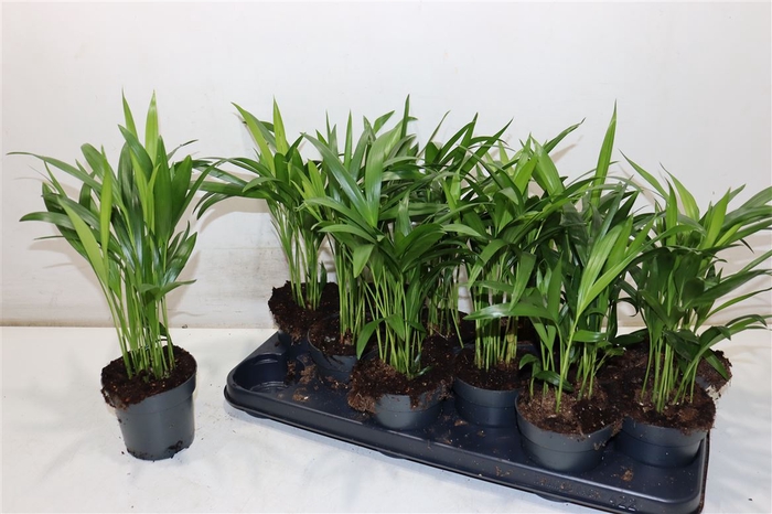 <h4>Dypsis Lutescens</h4>