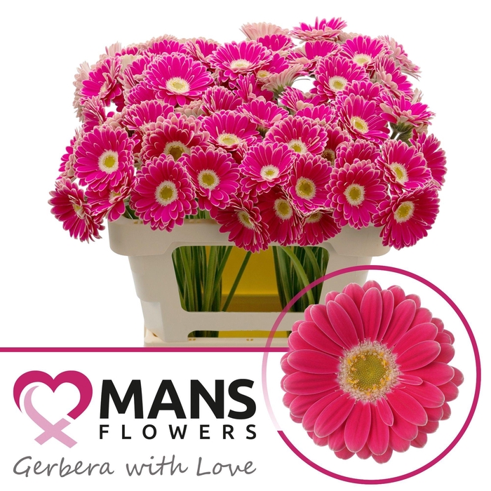 <h4>GE MI TWIGGY</h4>