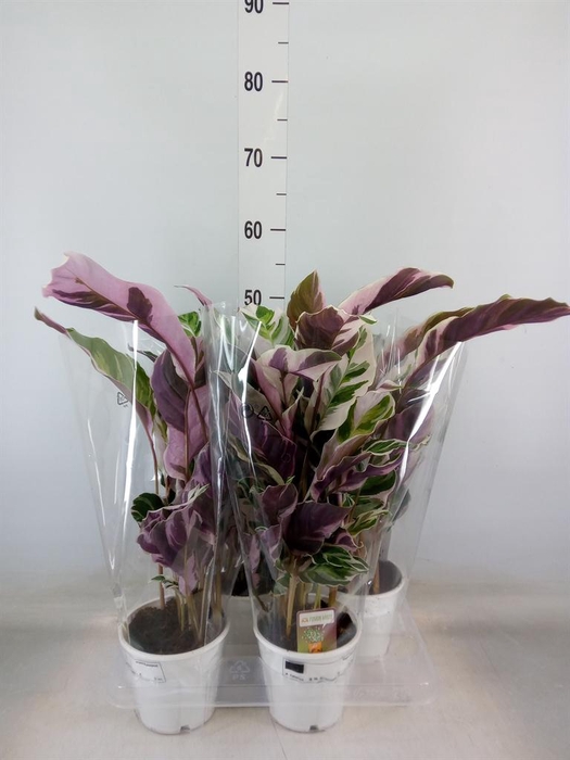 <h4>Calathea  'Fusion White'</h4>