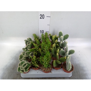 Opuntia