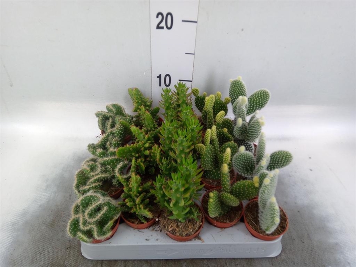 <h4>Opuntia</h4>