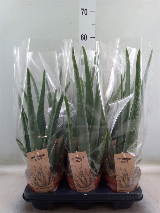 <h4>Aloe vera</h4>