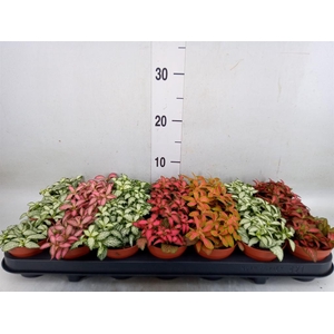 Fittonia   ...mix 7