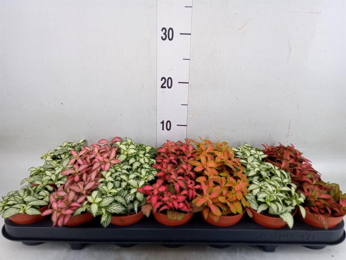 <h4>Fittonia   ...mix 7</h4>