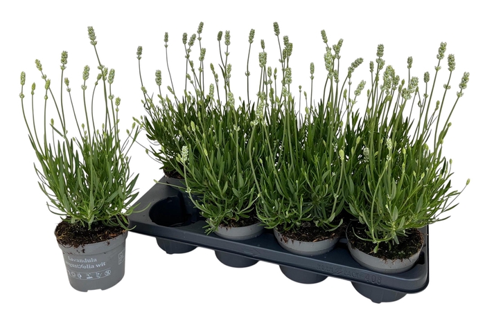 <h4>Lavandula ang. 'Aromance White'</h4>