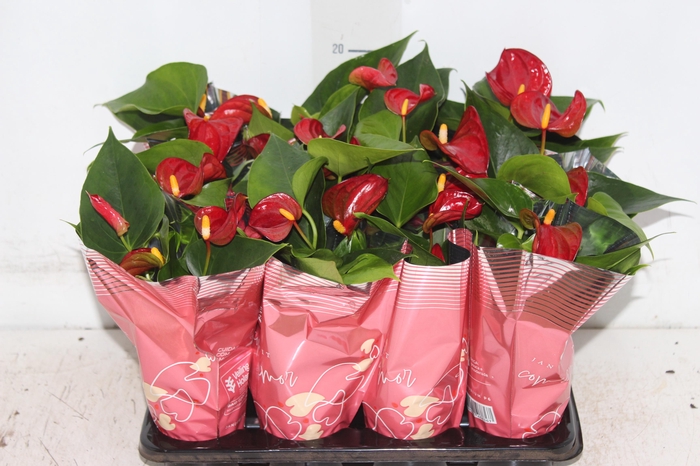 <h4>ANTHURIUM P06 VERMELHO</h4>