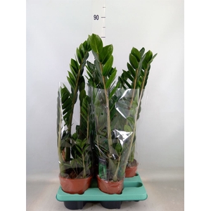 Zamioculcas zamiifolia 'Lima'