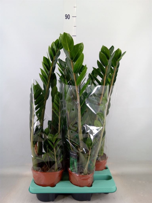 <h4>Zamioculcas zamiifolia 'Lima'</h4>