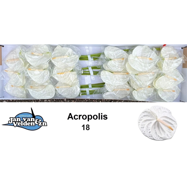 <h4>Acropolis 18</h4>