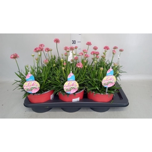 Armeria pseud. 'Ballerina'