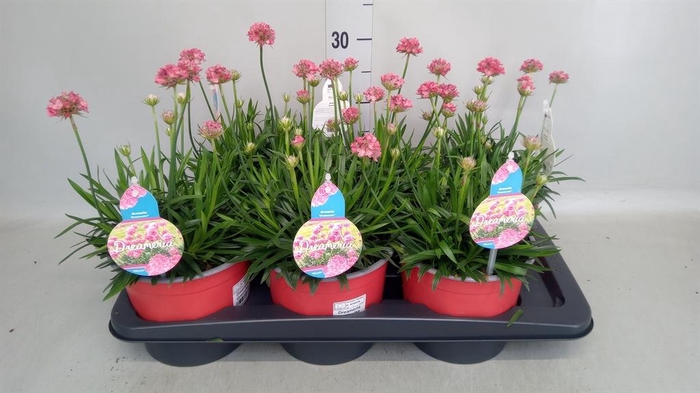 <h4>Armeria pseud. 'Ballerina'</h4>
