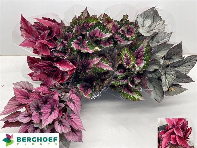 <h4>BEG BEL GEM</h4>