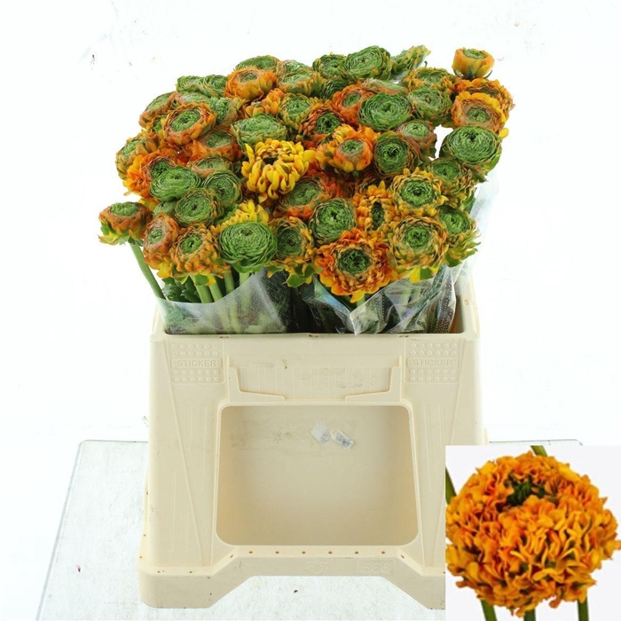 <h4>RAN PON PON MERLINO</h4>