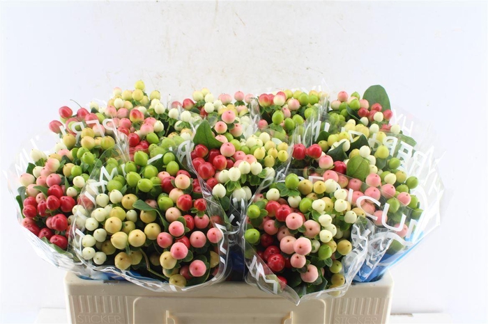 <h4>Hyp Coco Colours Mixed</h4>