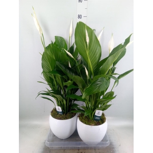 Spathiphyllum  'Bingo Cupido'