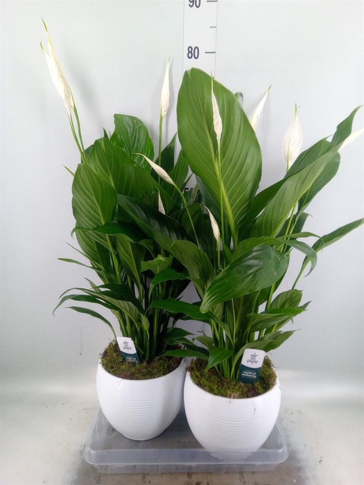 <h4>Spathiphyllum  'Bingo Cupido'</h4>