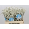 Amaranthus Yearming Desert