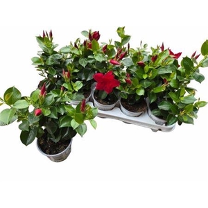 Mande Rio Petite Red