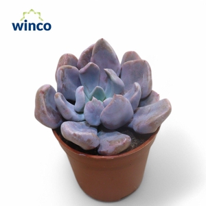 Graptoveria Lilac Spoons