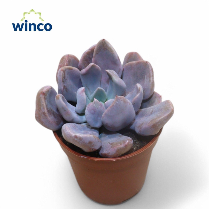 <h4>Graptoveria Lilac Spoons</h4>