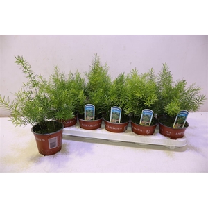 arr8 Aspar D Sprengeri