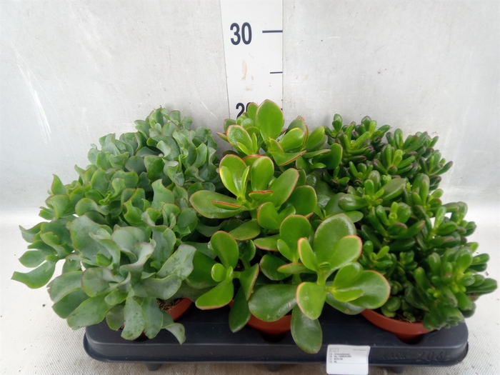 <h4>Crassula   ...mix</h4>