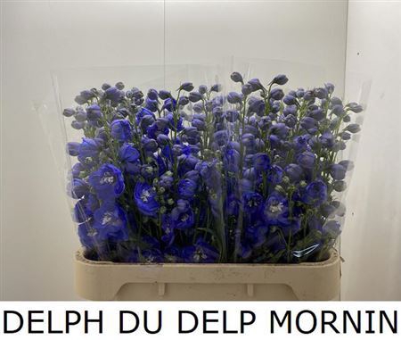 <h4>Delph El Delp Mornin</h4>
