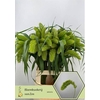 Setaria Italica Volle Melk