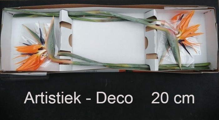 <h4>STREL REGINAE BLOEM</h4>