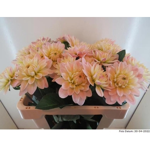 Dahlia Dianas Memory Baars