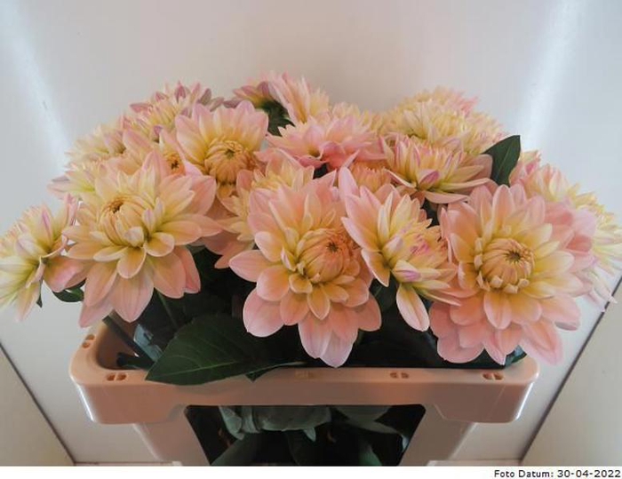 <h4>Dahlia Dianas Memory Baars</h4>