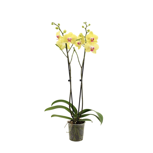 <h4>Phal Miraflor 2T16+</h4>