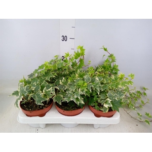 Hedera helix 'White Ripple'