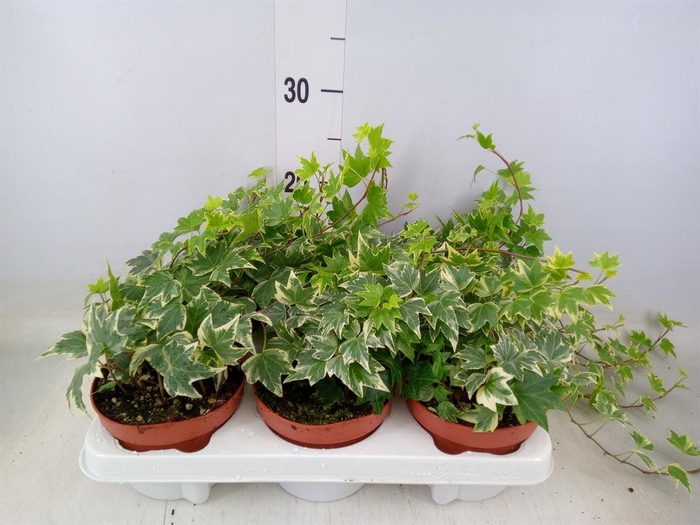 <h4>Hedera helix 'White Ripple'</h4>