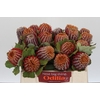 Banksia Coccinea
