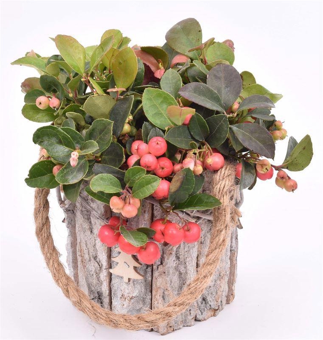 <h4>Boomschors pot hengsel ww 12cm</h4>