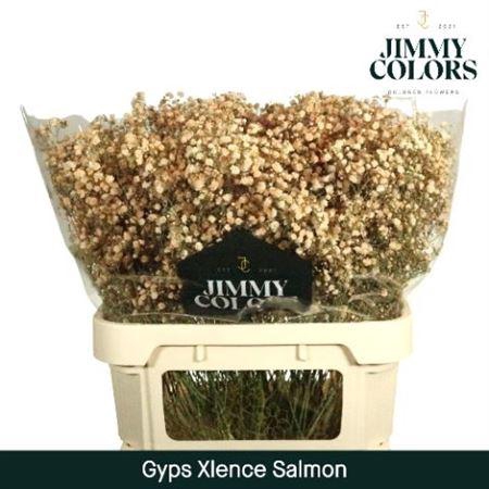 <h4>Gyps Grof Salmon (dip)</h4>