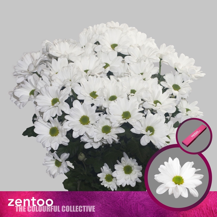 <h4>Chr T Kennedy Zentoo</h4>