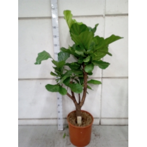 Ficus lyrata