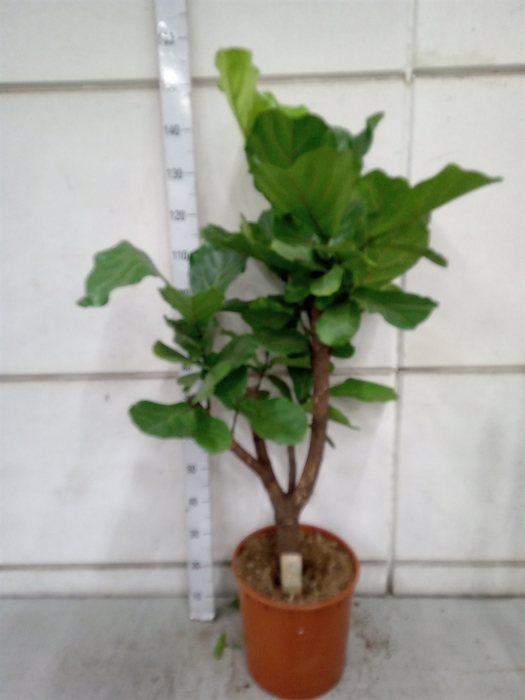 <h4>Ficus lyrata</h4>