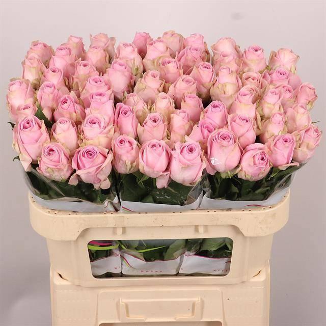 <h4>R GR HEIDI!</h4>