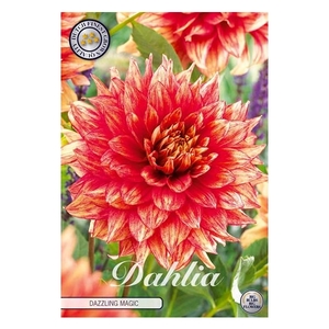 Dahlia Dazzling Magic x1 l