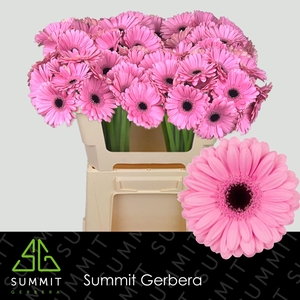 GERBERA MI 'TALENT'