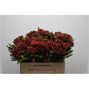 Kaaps Brunia Albiflora M Red