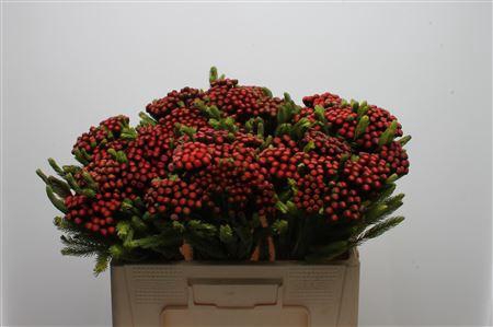 <h4>Kaaps Brunia Albiflora M Red</h4>