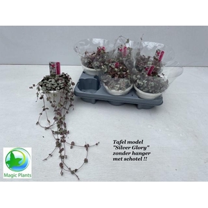 CEROP WO SILVE GLORY